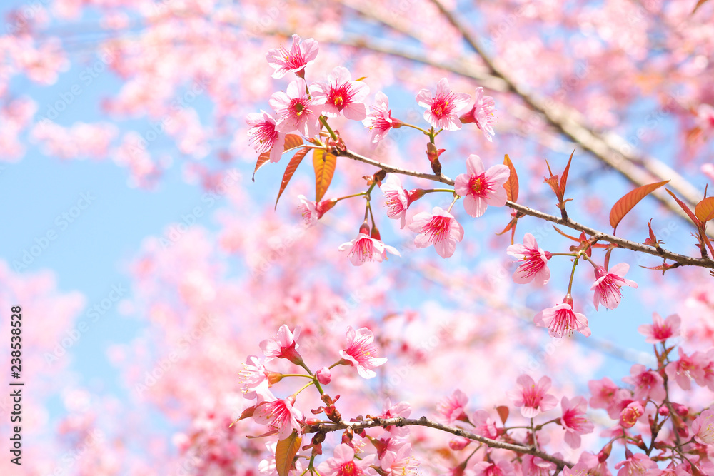 Wild Himalayan Cherry Blossoms in spring season, Prunus cerasoides, Pink Sakura Flower For the background Wild Himalayan Cherry Blossoms in spring season, Prunus cerasoides, Pink Sakura Flower For the background