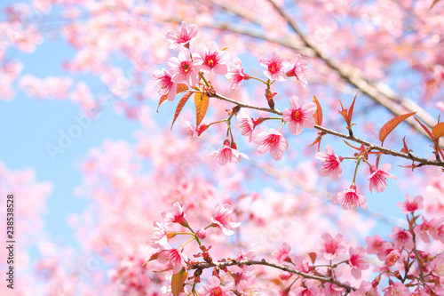 Wild Himalayan Cherry Blossoms in spring season, Prunus cerasoides, Pink Sakura Flower For the background