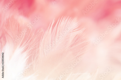 Blur styls and soft color of chickens feather texture for background  Abstract colorful