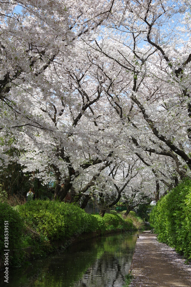 満開の桜と用水路