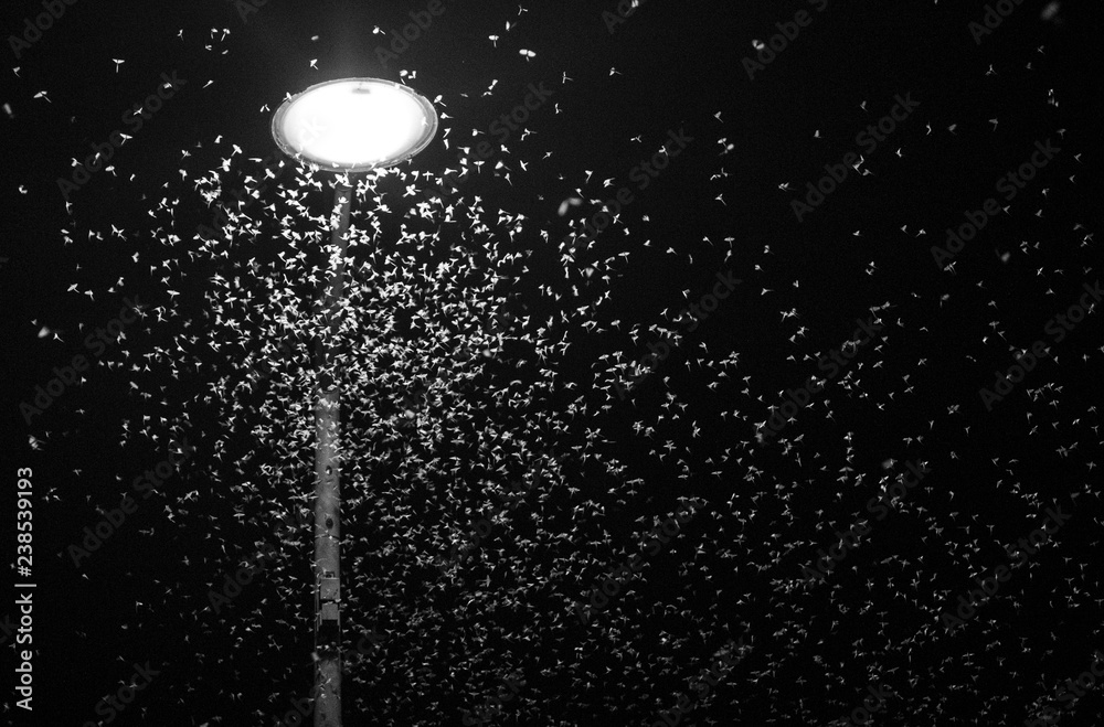 nuée d'insectes attirés par la lumière sous un réverbère - obrazy, fototapety, plakaty 