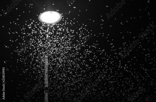 nuée d'insectes attirés par la lumière sous un réverbère photo