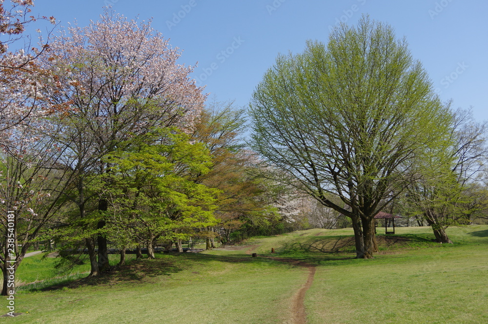 Obraz premium 春の公園