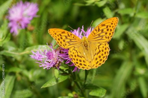 Butterfly drinks nectar from a flower.