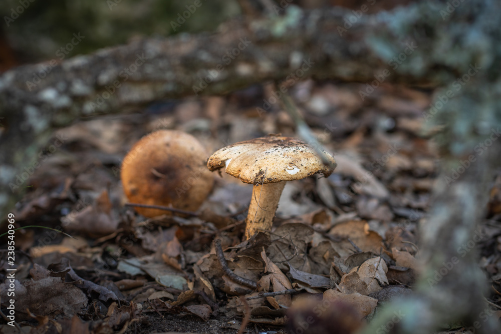 Fototapeta premium mushroom in forest