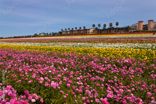Flowers in Carlsbad,California.