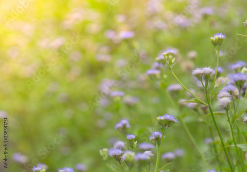 Beautiful field of purple grass flower in the garden. Background for spa and  relaxing concept. Green and violet nature background. Flower meadow in countryside. Flowers blooming in garden