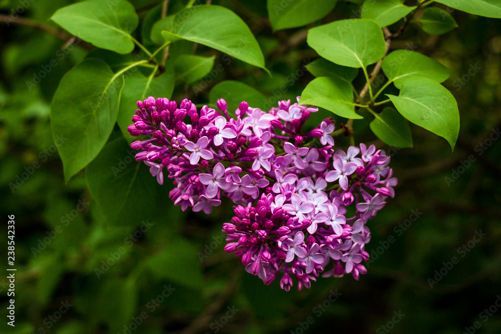 inflorescence of lilac on a background of green foliage