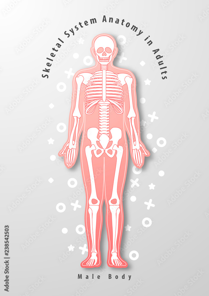 Paper art of Skeletal System Anatomy in Adults with male body abstract design vector