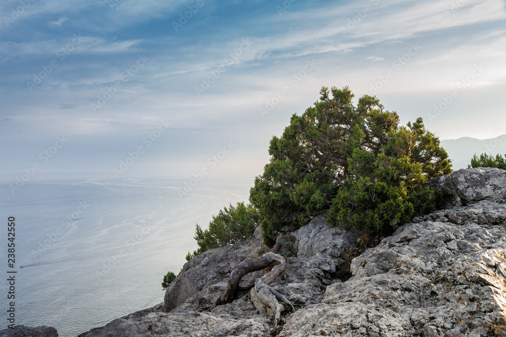 rocks, sea, sky, clouds, juniper Bush on the cliff rocks, sea, sky, clouds, juniper Bush on the cliff