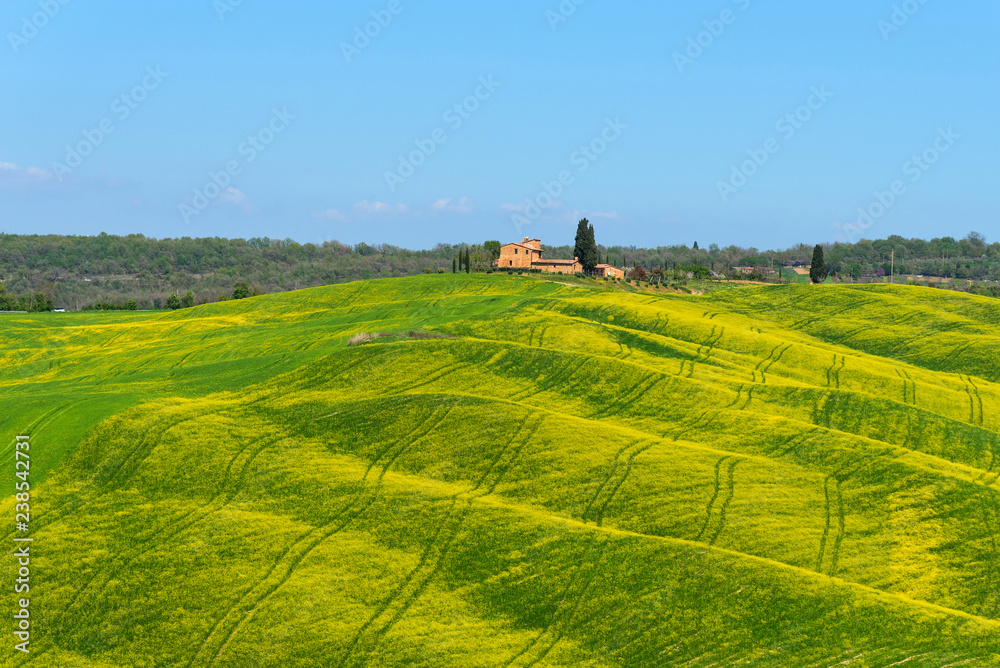 Beautiful rural landscape, cypress trees, green field and blue sky in Tuscany near Pienza. Spring in Tuscany, Italy.