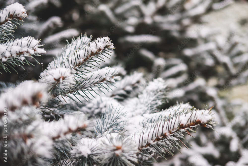 Spruce green twigs of an evergreen pine tree in the snow.