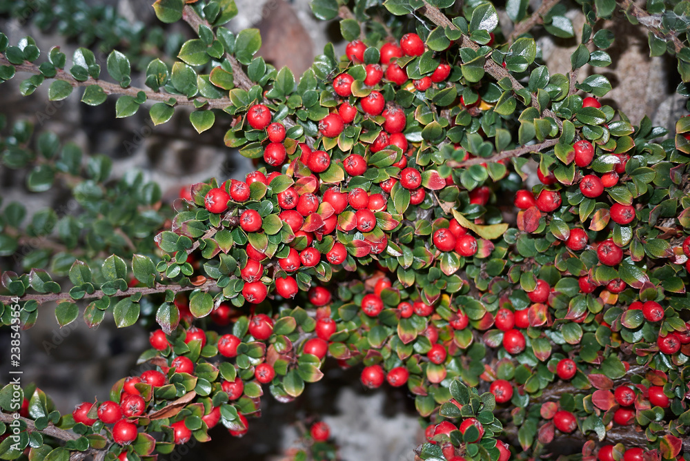 Obraz premium Cotoneaster horizontalis