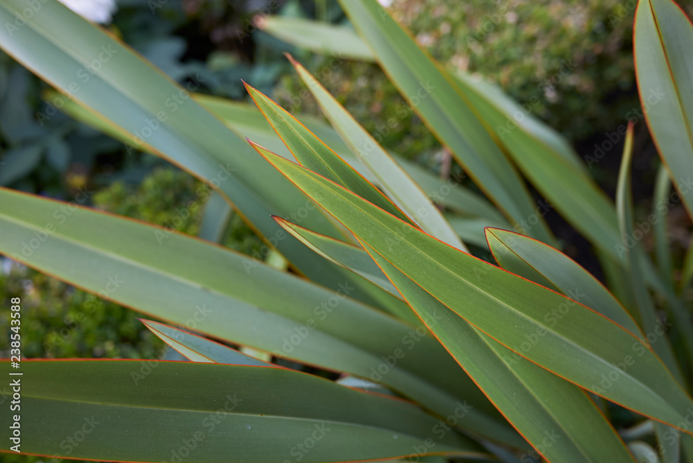 Obraz premium Phormium tenax