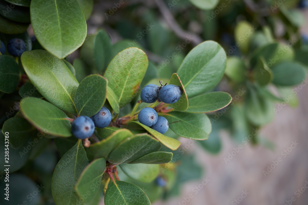 Rhaphiolepis indica Rhaphiolepis indica