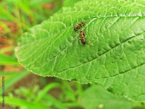 Two big ants on a green leaf