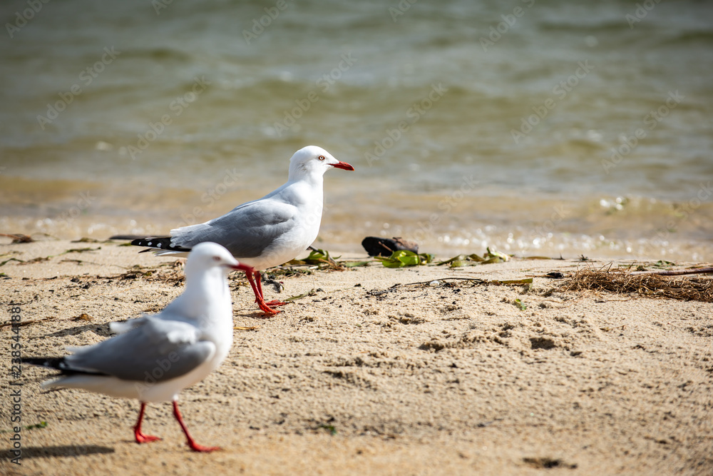 Seagull Seagull