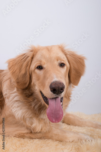 young dog breed hovawart blond beautiful red wool smart look guard service dedicated protector on a white background © eddystocker