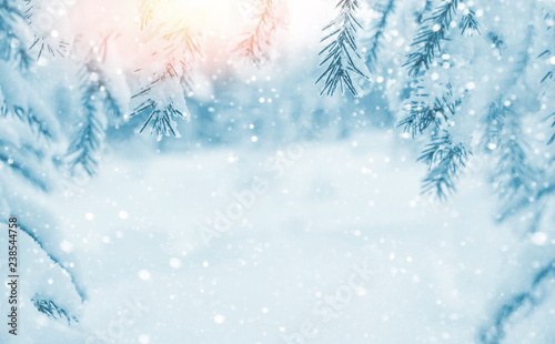 Winter background. Winter background with snow-covered branches of  Christmas tree in the sunlight © Leonid Ikan