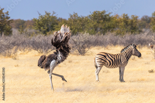 Fototapeta Naklejka Na Ścianę i Meble -  A male ostrich ( Struthio Camelus) completes his mating ritual with a flourish of his large wings, Etosha National Park, Namibia.