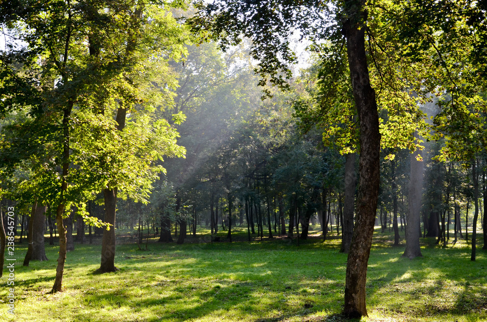 Naklejka premium autumn in the park