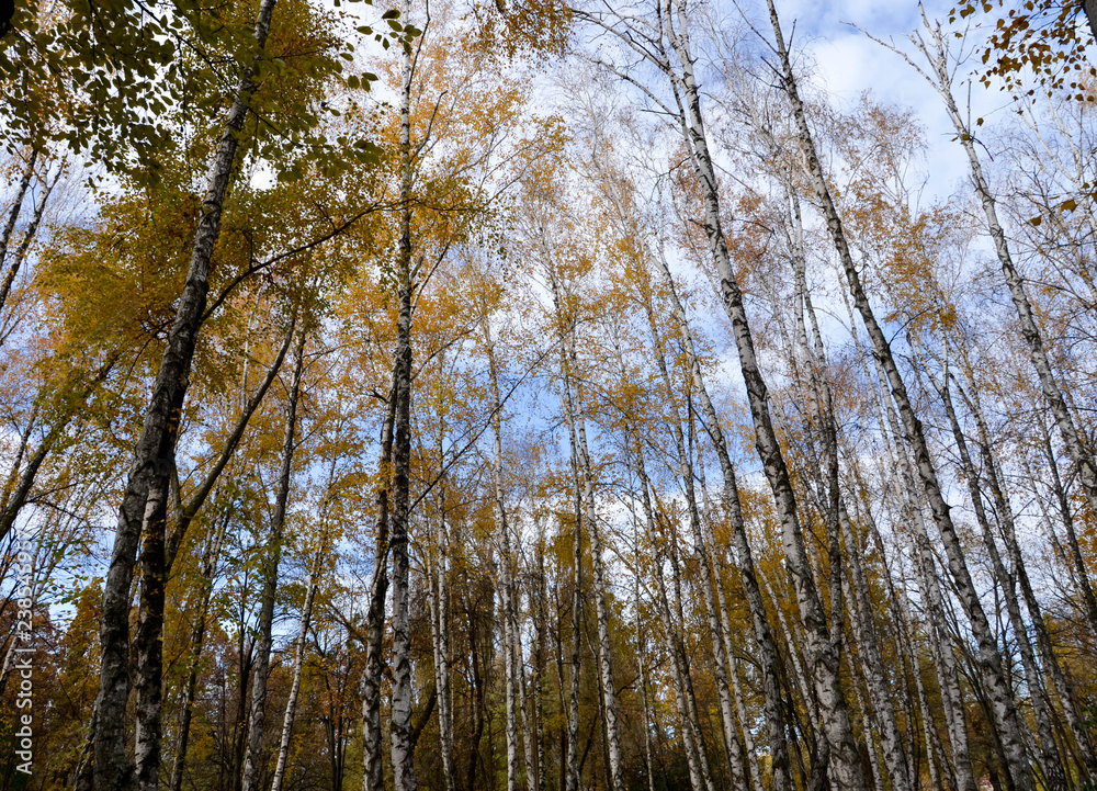 Obraz premium trees in autumn