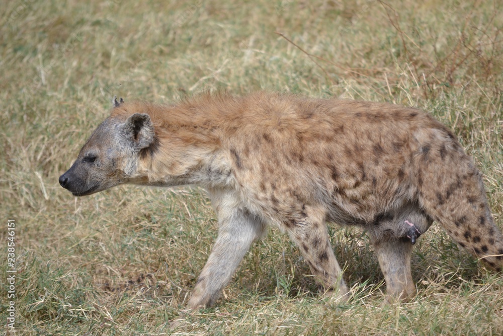 Hyäneweibchen Ngorongoro