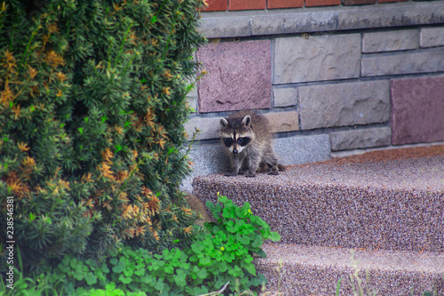 Baby racoon on porch