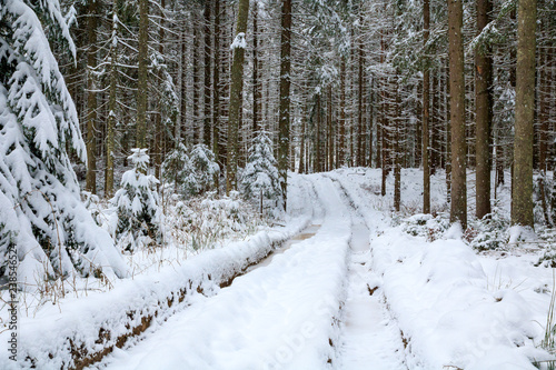 snowy road in snow forest, spruce and beech forest around
