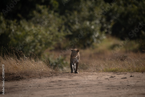 Leopard walks over sandy ground on savannah