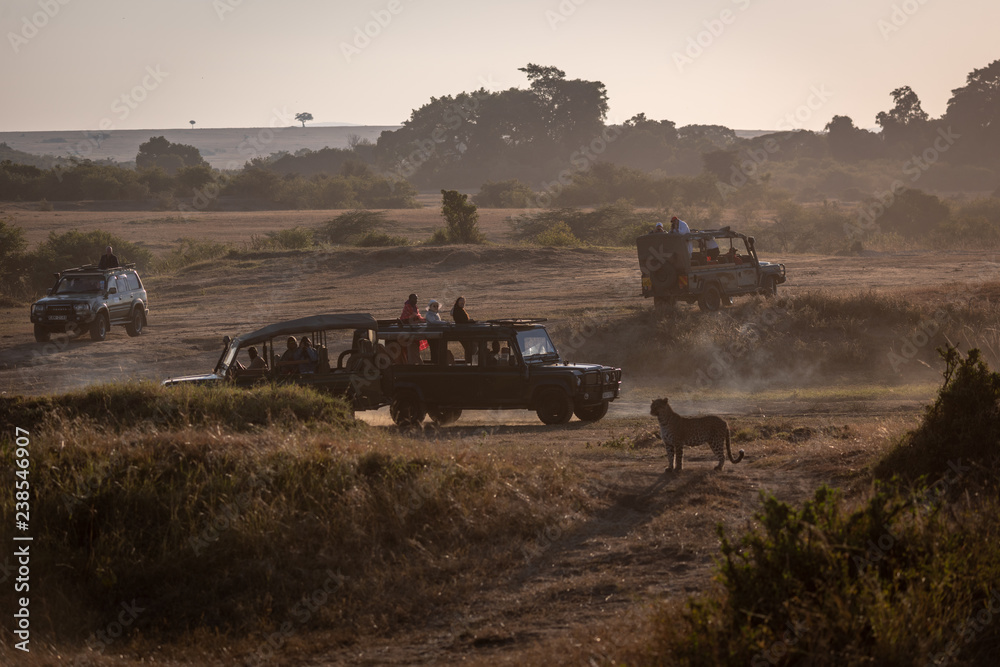 Fototapeta premium Leopard watching four safari trucks on savannah