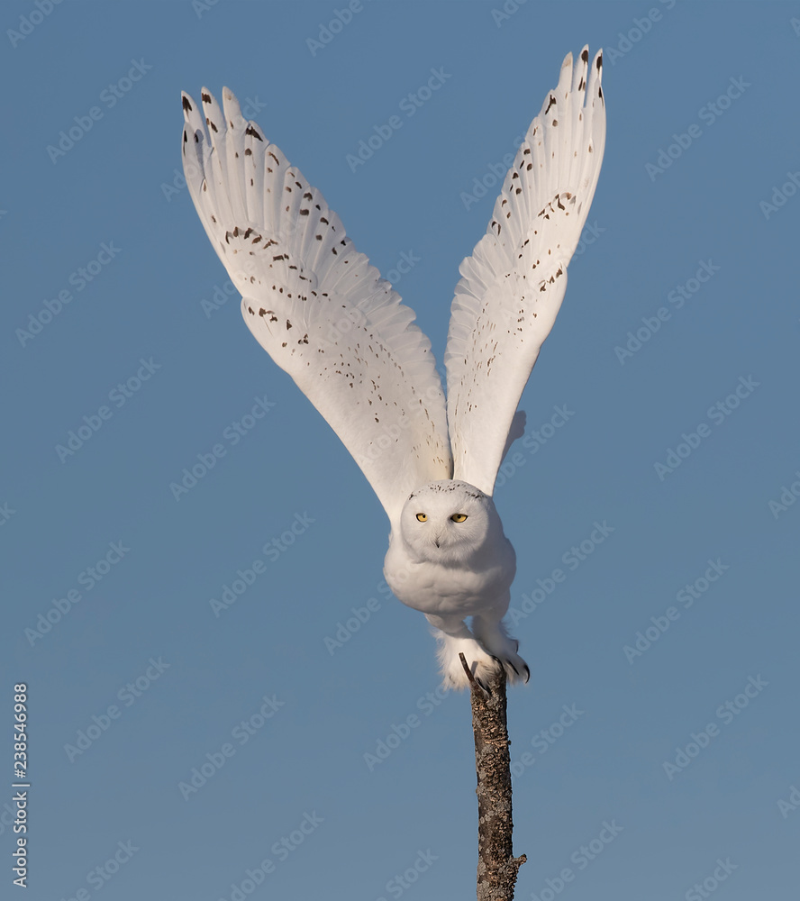 Naklejka premium Male Snowy owl (Bubo scandiacus) isolated against a blue background flying off in winter in Ottawa, Canada