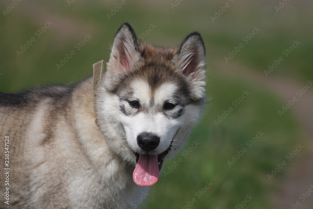 Alaskan Malamute on a walk on the background of green grass