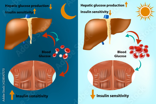 Skeletal muscle and liver metabolism for the regulation of systems glucose homeostasis. Insulin sensitivity. Hepatic glucose production. 