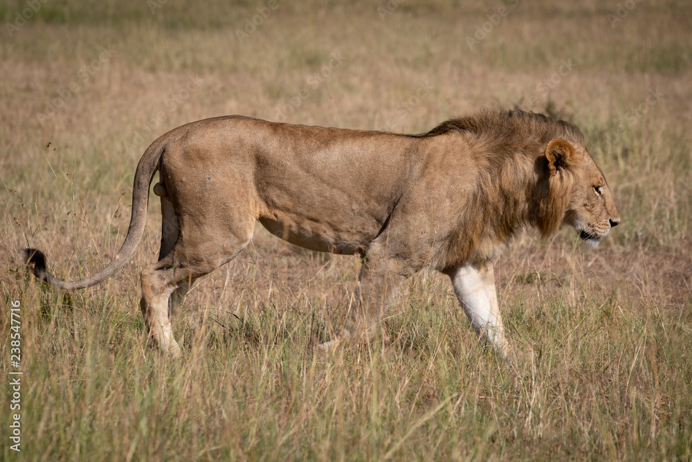 Male lion in profile walking across savannah Male lion in profile walking across savannah