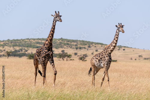 Male and female giraffe crossing grassland side-by-side