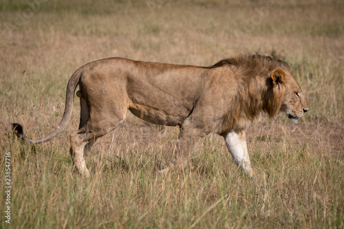 Male lion in profile walking across savannah