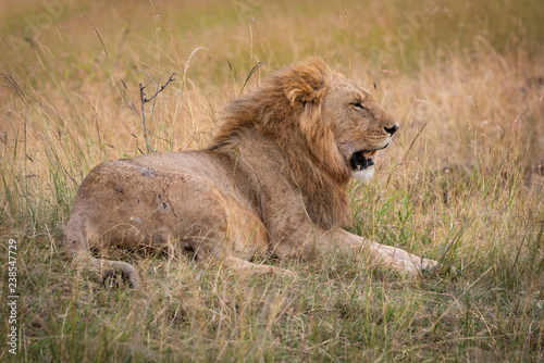 Canvas Print Male lion lies in grass looking sleepy