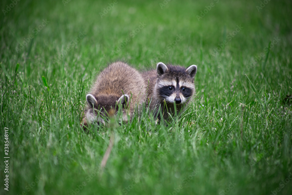 Obraz premium Wild racoon