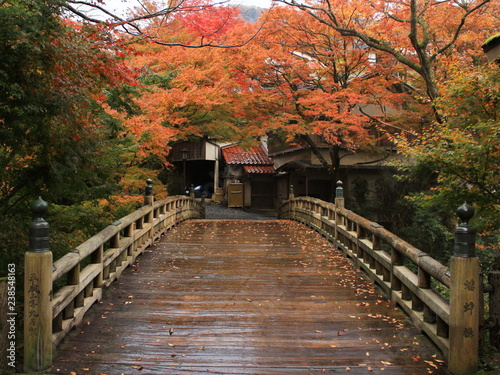 こおろぎ橋と紅葉 石川県 山中温泉 日本