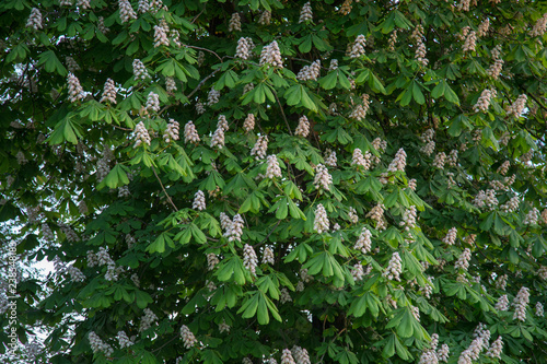 kwitnące drzewo kasztanowca, kasztan, białe kwiaty