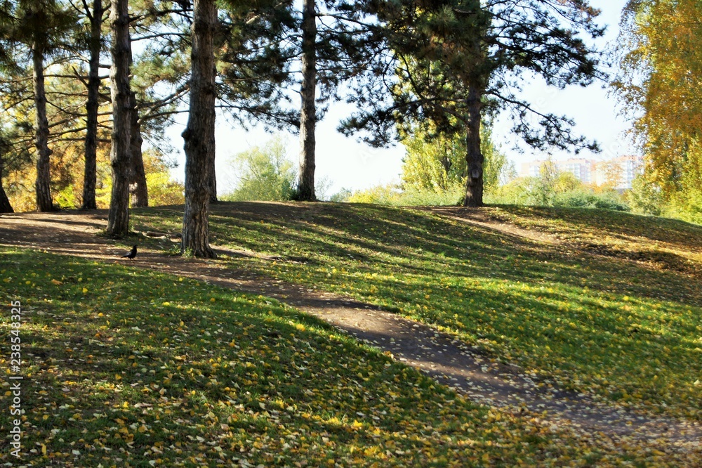 Naklejka premium path in the forest