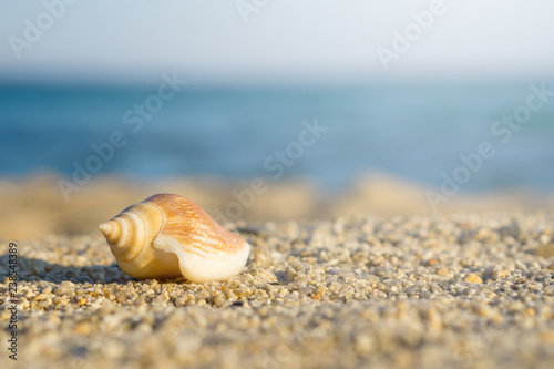 Shell on sand at the beach. Blue sea on background © Zoran
