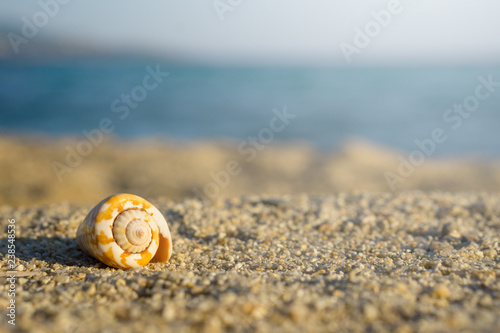 Shell on sand at the beach. Blue sea on background