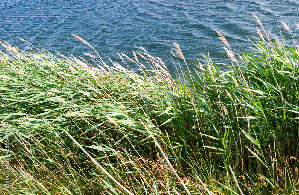 Laesoe / Denmark: The reed grass on the banks of the Fannemand canal is waving in the strong coastal wind Laesoe / Denmark: The reed grass on the banks of the Fannemand canal is waving in the strong coastal wind