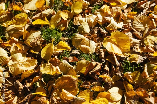 autumn leaves on the ground