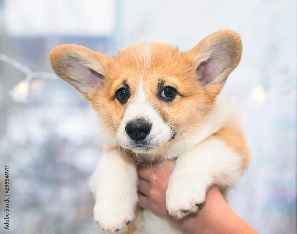 portrait of a cute puppy Corgi with frightened eyes and big ears holding hands