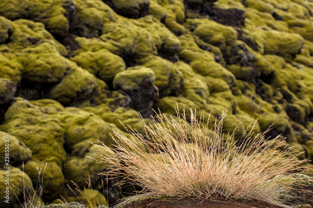 Iceless landscape with moss, lava, stone and lichen.