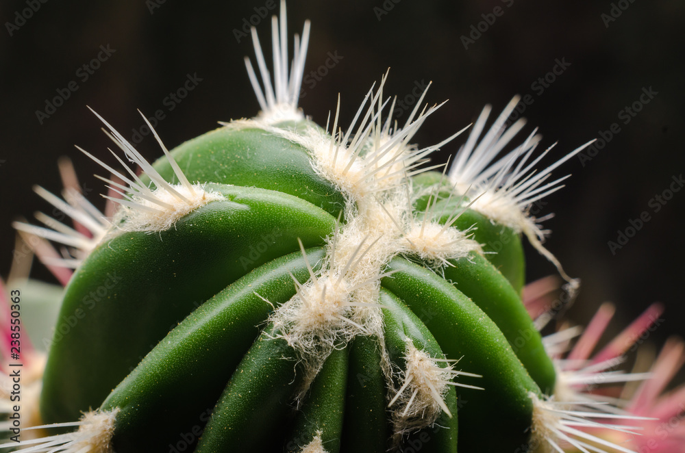 green cactus with white needles macro closeup green cactus with white needles macro closeup