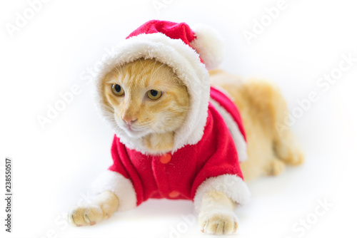 Christmas cat in santa suite on white background
